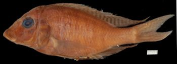 Media type: image;   Ichthyology 98601 Aspect: lateral,description
